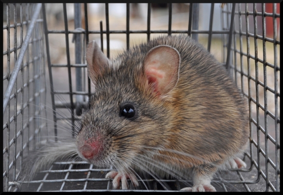 Behavior and Habits of Pack Rats