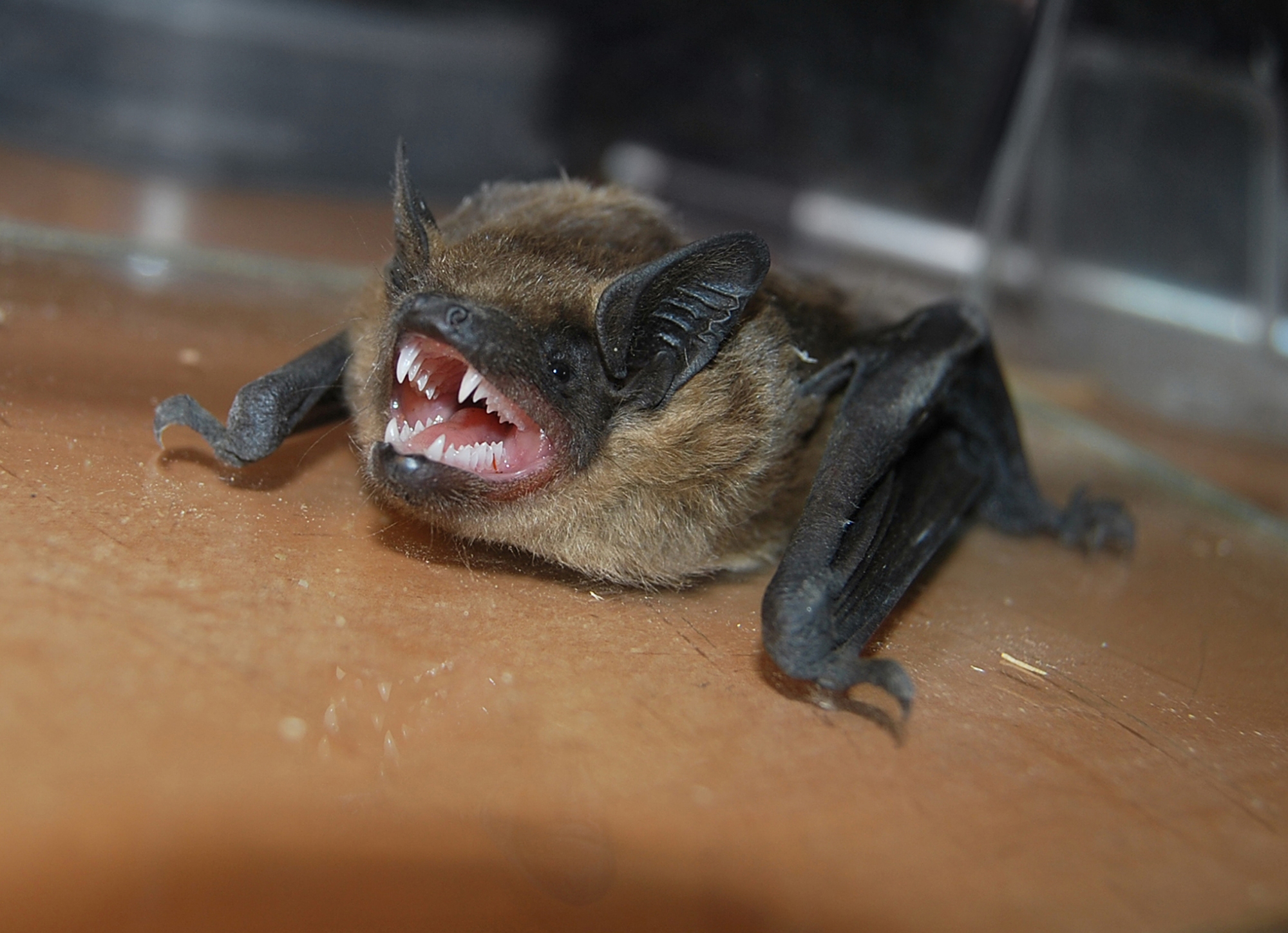 Brown Bat in Home