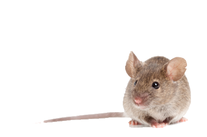 Light Brown House Mouse