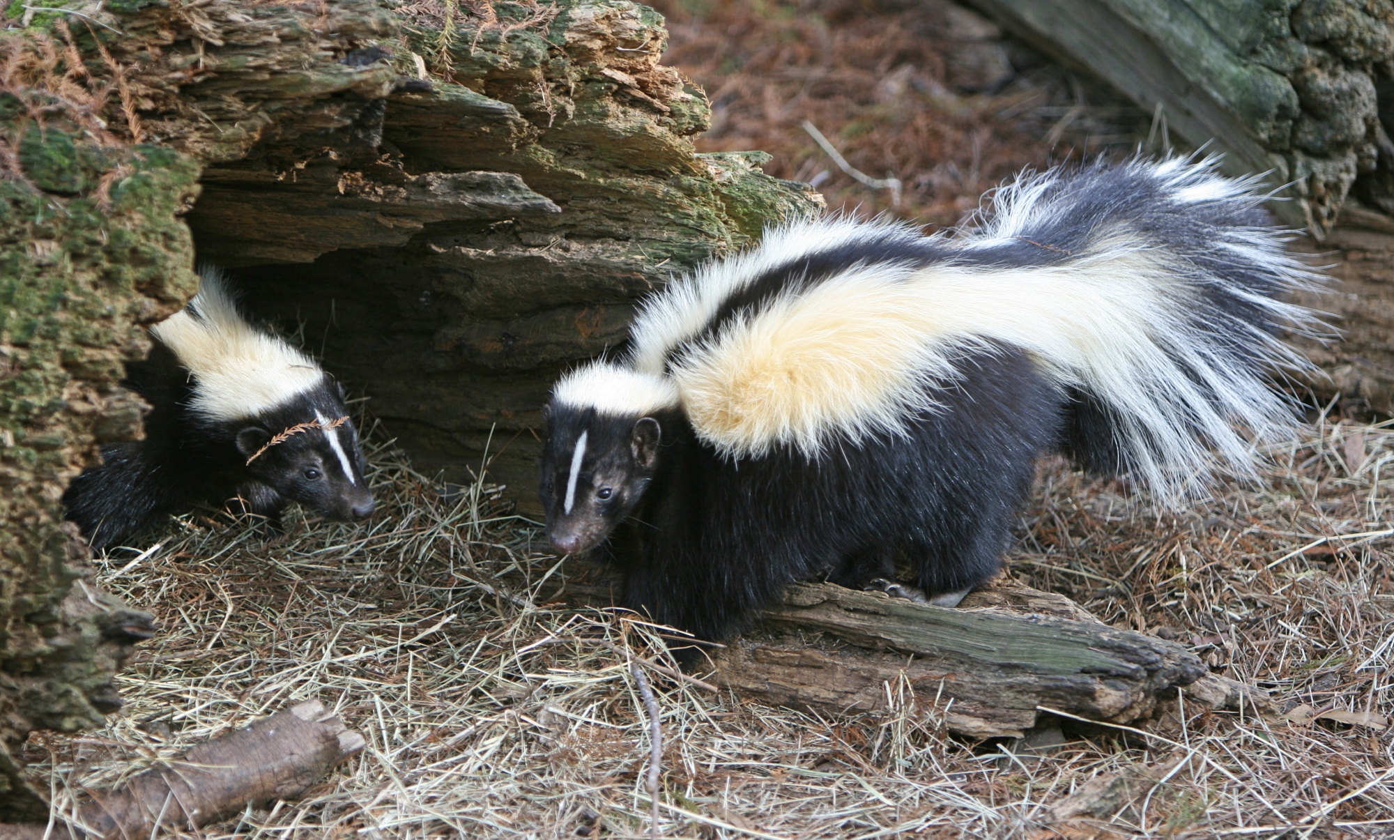 Skunks in Den in Wichita Yard